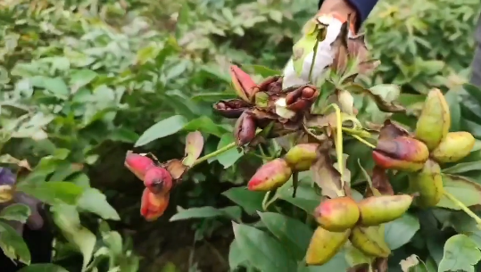 乡亲种植致富花_农村种花致富能人_农村致富种植