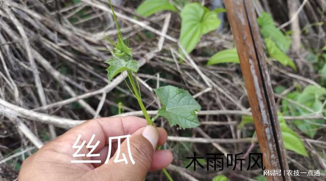 种植丝瓜技术要点_丝瓜种植技术与管理_丝瓜种植技术管理图