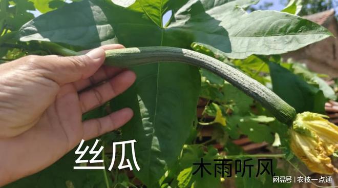 丝瓜种植技术管理图_丝瓜种植技术与管理_种植丝瓜技术要点