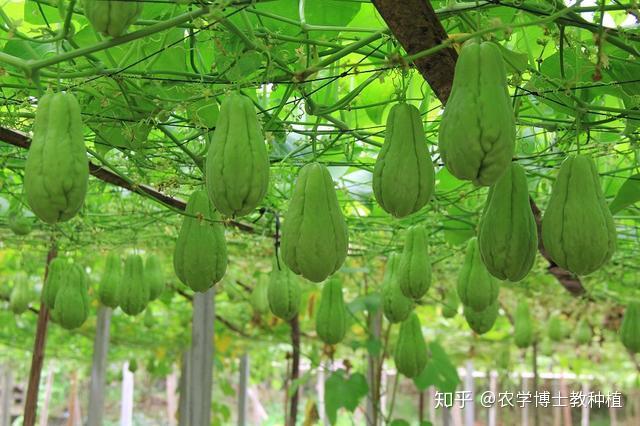 丝瓜种植技术管理图_丝瓜的种植管理技术_丝瓜的种植与管理技术