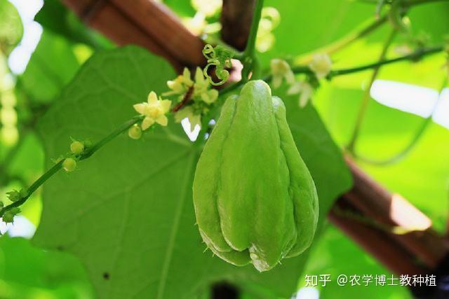 丝瓜的种植与管理技术_丝瓜的种植管理技术_丝瓜种植技术管理图