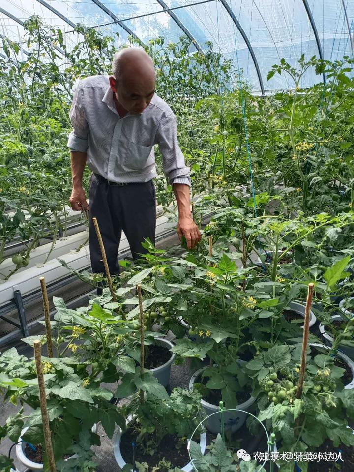 种植瓜果致富方法_致富瓜果种植方法有哪些_致富经种瓜