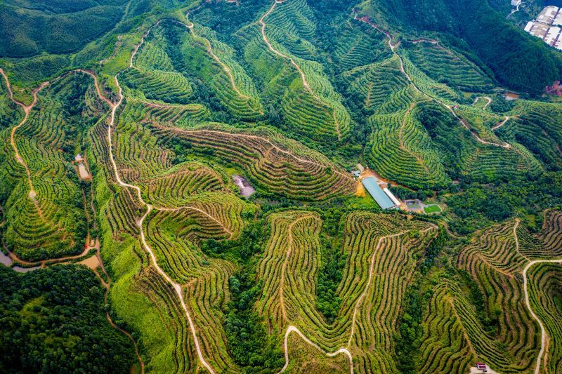 油茶成为江西林农“致富树”