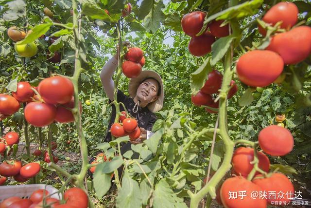 致富瓜果种植方法有哪些_种植瓜果致富方法_致富经种瓜