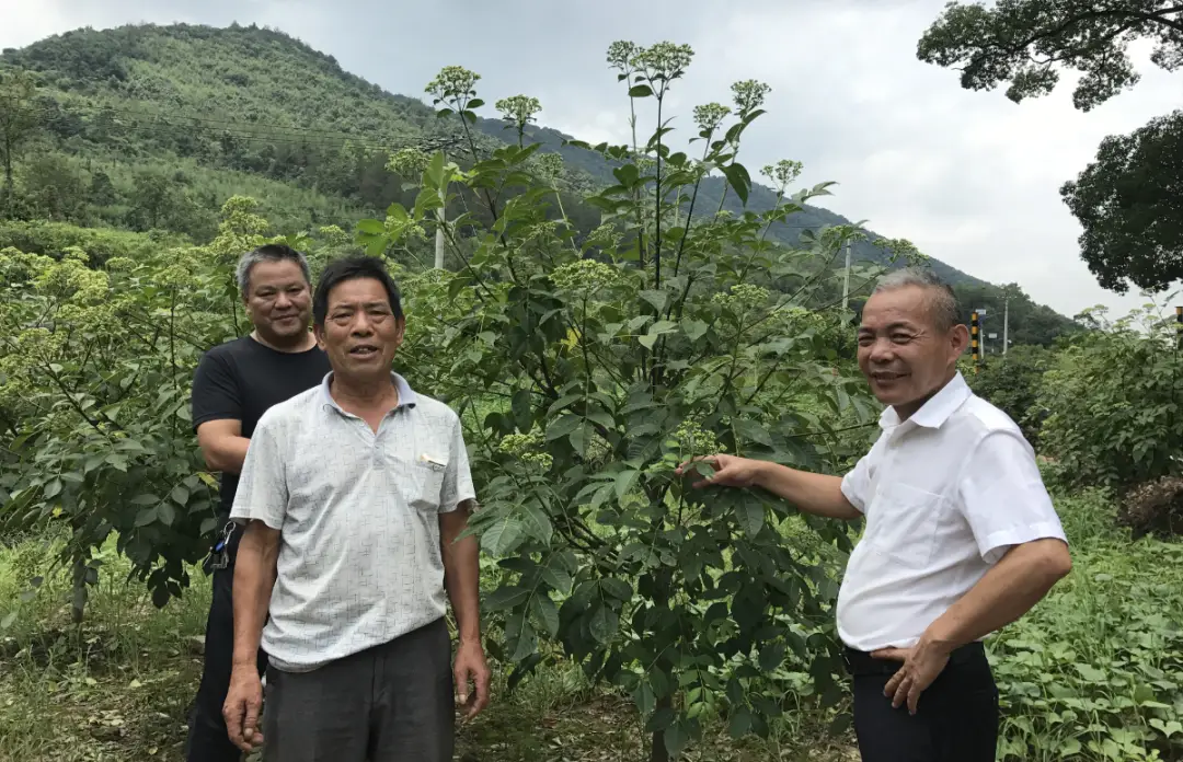 江苏致富经_江苏种植致富_种植致富业