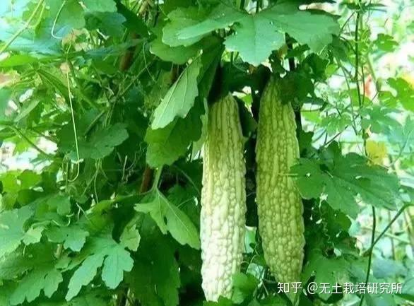 致富瓜果种植方法视频_致富瓜果种植方法图片_种植瓜果致富方法