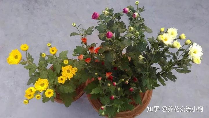 致富菊花种植技术与管理_致富经菊花种植技术_致富经菊花种植视频