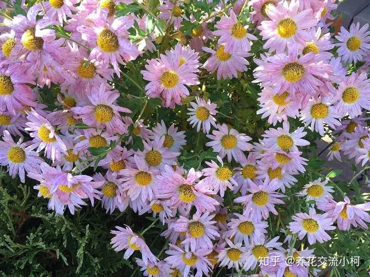 致富经菊花种植视频_致富菊花种植技术与管理_致富经菊花种植技术