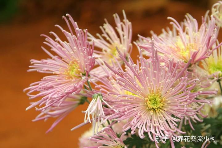 致富菊花种植技术与管理_致富经菊花种植技术_致富经菊花种植视频