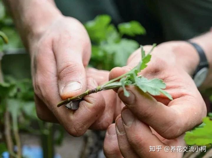 致富经菊花种植视频_致富经菊花种植技术_致富菊花种植技术与管理