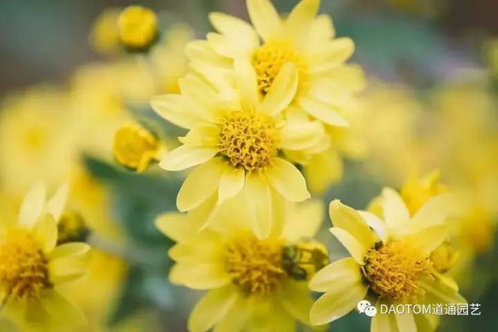 致富经菊花种植视频_致富经菊花种植技术_菊花致富经