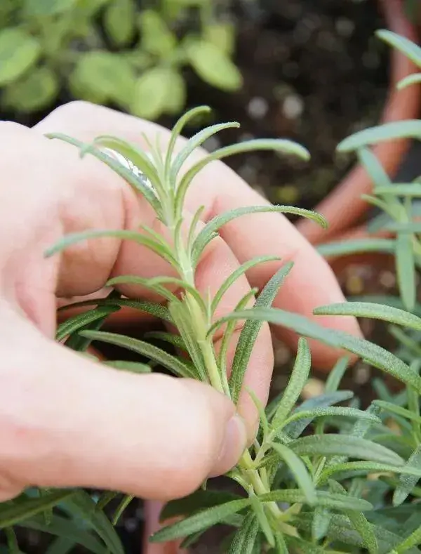 菊花致富经_致富经菊花种植技术_致富经菊花种植视频