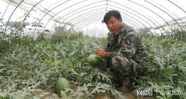 拱棚西瓜种植致富_西瓜小拱棚_拱棚西瓜种植技术视频