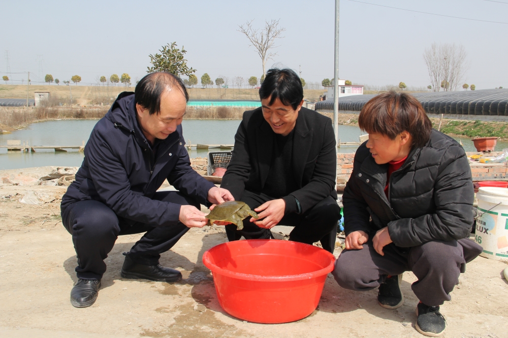 乡村振兴带头人——记蚌埠市人大代表、怀远姚山甲鱼养殖合作社社长张立友