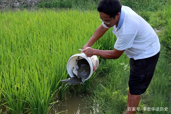 水稻和甲鱼很适合共养，想要效益高，两方面都要下手！