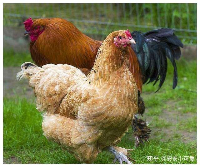 蚯蚓养土鸡技术大全_人工养殖蚯蚓及肉鸡技术_蚯蚓养鸡的养殖方法