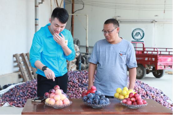 桃李栽培技术要点_桃李种植致富视频_桃李种植技术