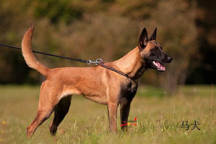 养殖马犬赚钱吗_致富经马犬_专业马犬养殖