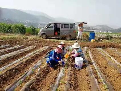 甜瓜种植技术与管理视频_甜瓜种植技术整技_种植甜瓜技术视频