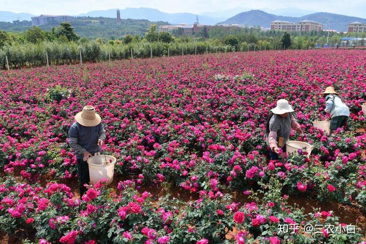 玫瑰花养殖技术_养殖玫瑰花技术视频_养殖玫瑰花技术与管理