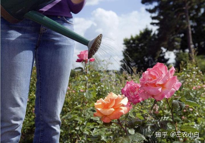 养殖玫瑰花技术视频_玫瑰花养殖技术_养殖玫瑰花技术与管理