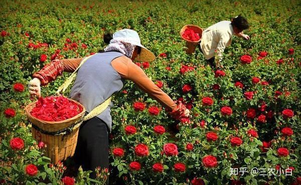 养殖玫瑰花技术视频_养殖玫瑰花技术与管理_玫瑰花养殖技术