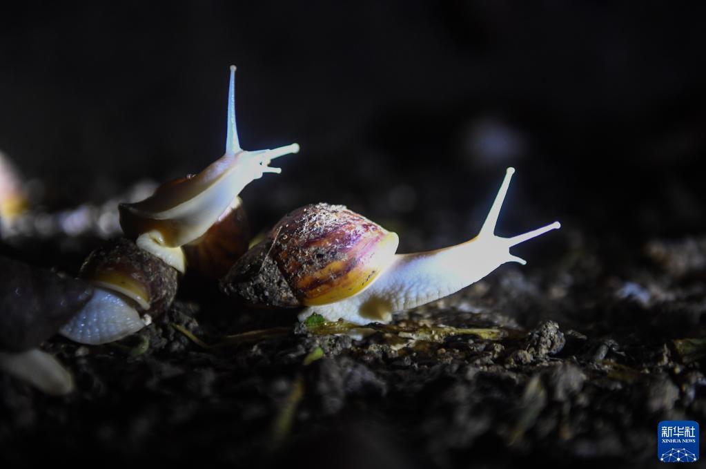 致富经蜗牛_致富经蜗牛养殖技术_致富蜗牛养殖技术视频