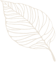 苗种植嫁接枇杷技术视频_嫁接枇杷树苗的方法和技术_枇杷苗种植与嫁接技术