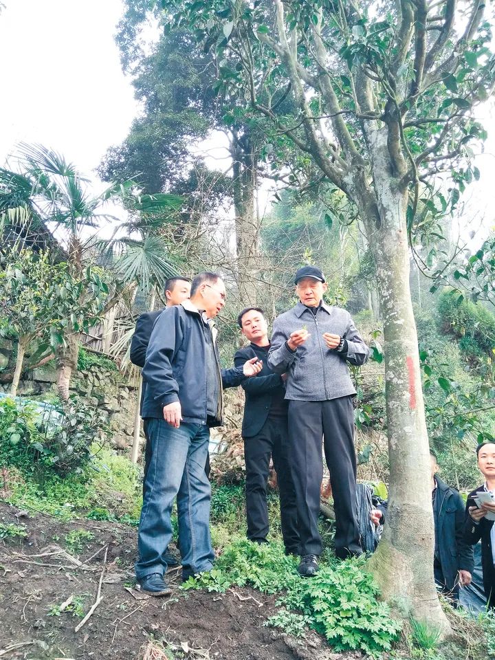 苗种植嫁接枇杷技术视频_枇杷苗种植与嫁接技术_嫁接枇杷树苗的方法和技术