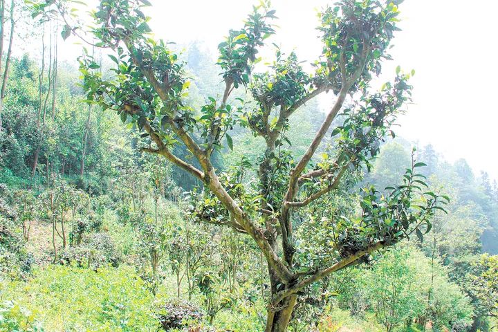 苗种植嫁接枇杷技术视频_嫁接枇杷树苗的方法和技术_枇杷苗种植与嫁接技术