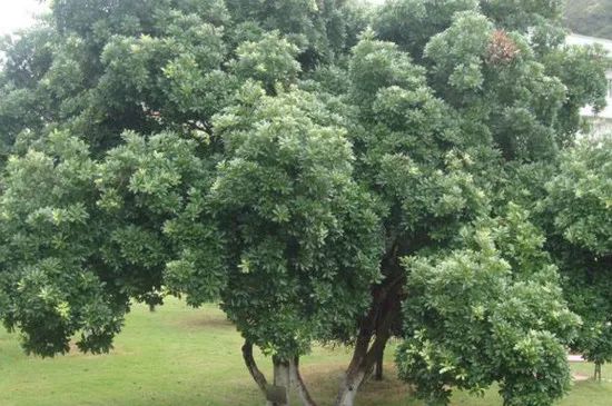 苗种植嫁接枇杷技术要求_枇杷苗种植与嫁接技术_苗种植嫁接枇杷技术视频