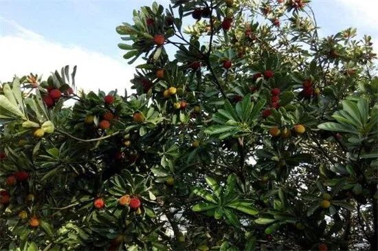 枇杷苗种植与嫁接技术_苗种植嫁接枇杷技术视频_苗种植嫁接枇杷技术要求