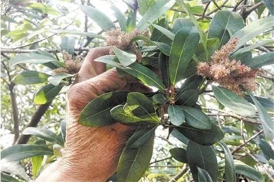 枇杷苗种植与嫁接技术_苗种植嫁接枇杷技术要求_苗种植嫁接枇杷技术视频