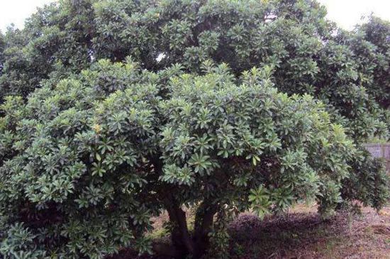 苗种植嫁接枇杷技术要求_枇杷苗种植与嫁接技术_苗种植嫁接枇杷技术视频