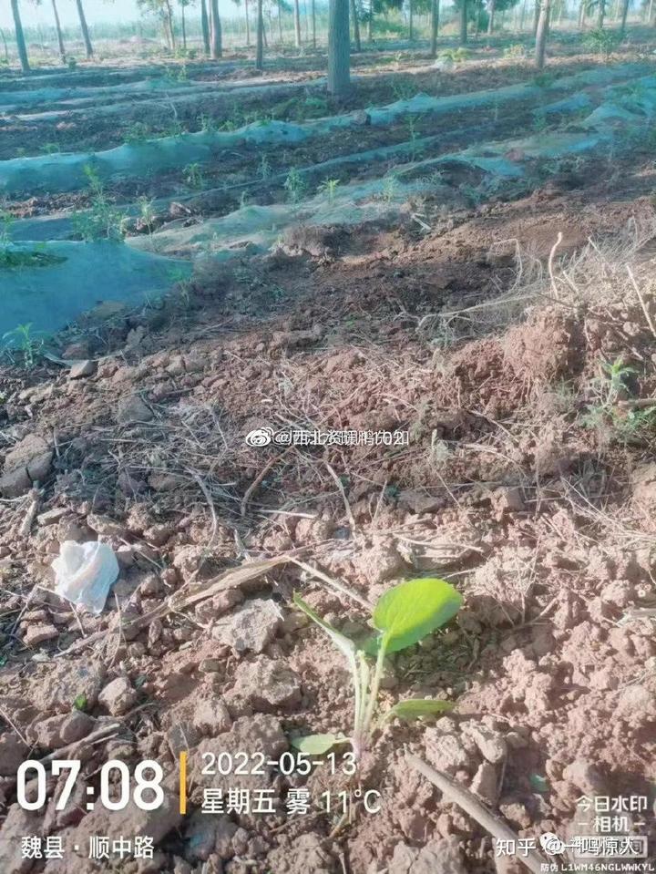 药材种植业致富项目_药材种植引领农民致富_药材种植的致富带头人