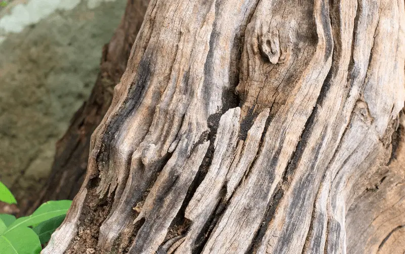 金丝楠木种植技术视频_金丝楠种植致富_种植金丝楠木怎么盈利