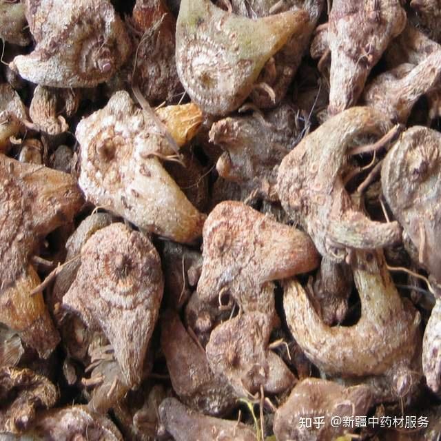 药材种植业致富项目_药材种植致富项目_药材种植引领农民致富