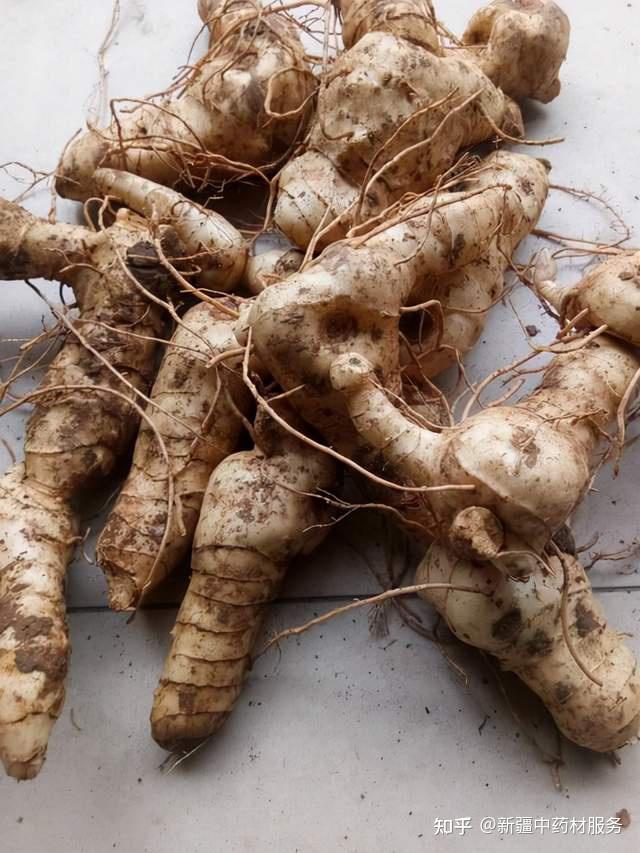 药材种植业致富项目_药材种植引领农民致富_药材种植致富项目