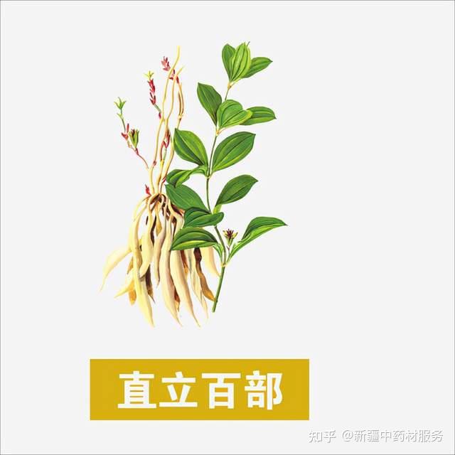 药材种植引领农民致富_药材种植业致富项目_药材种植致富项目