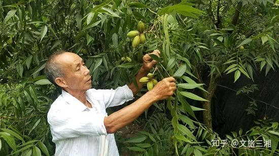 湖南洞口：薄壳山核桃助力乡村振兴 富了一方百姓