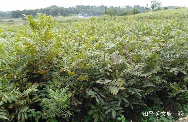 金丝楠种植致富_金丝楠养殖_金丝楠种植方法