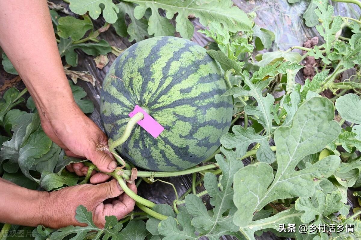 种植甜瓜技术视频_甜瓜种植技术整技_甜瓜种植怎样整枝