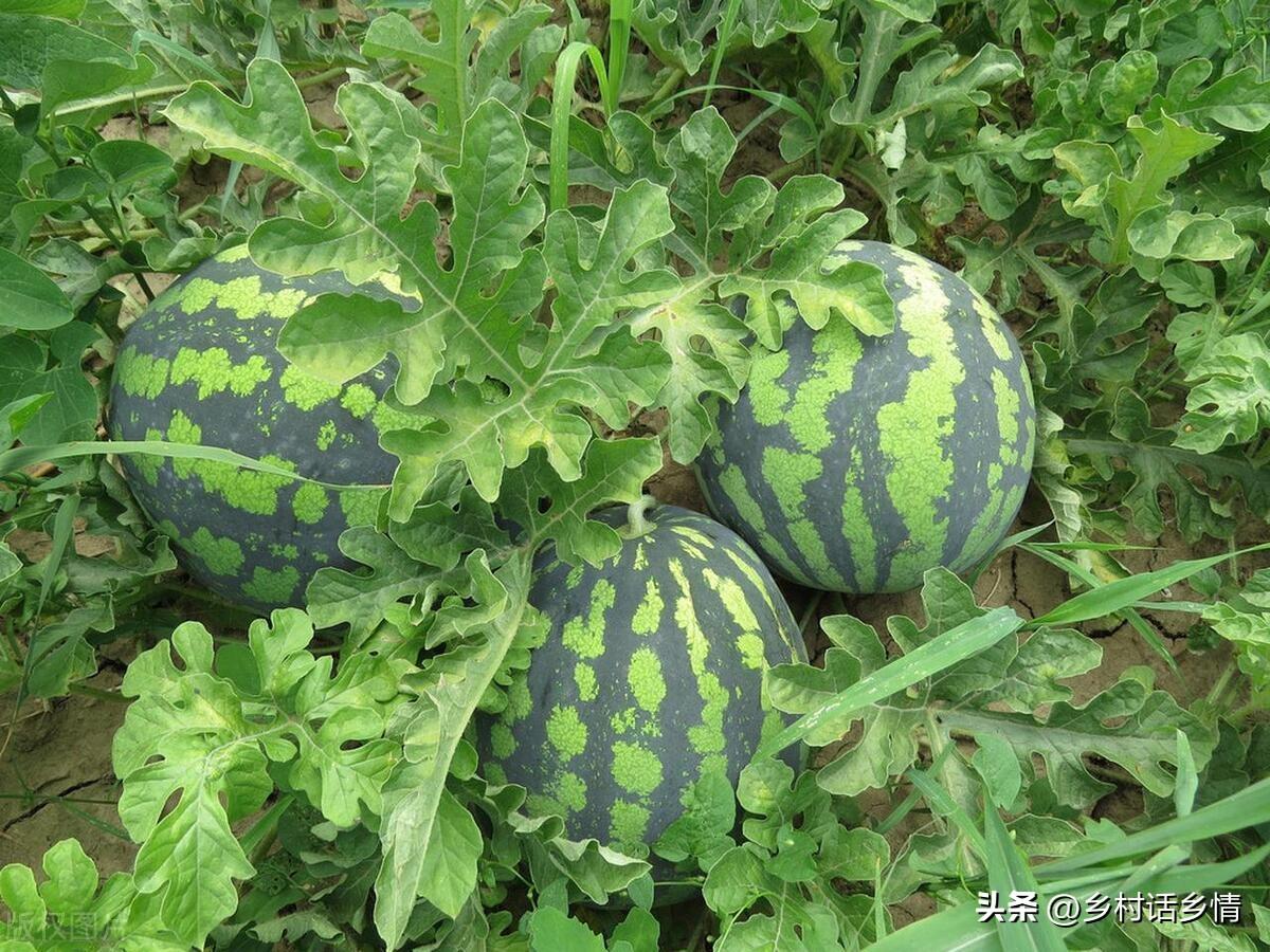 甜瓜种植怎样整枝_种植甜瓜技术视频_甜瓜种植技术整技