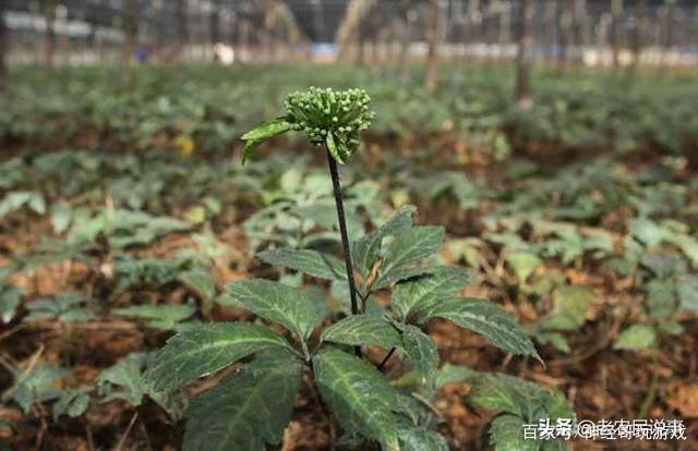 田七的栽培_田七的栽培种植技术_种植田七的方法和注意事项