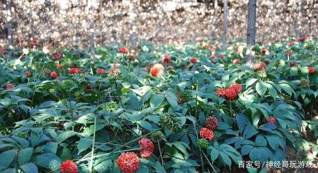 田七的栽培种植技术_田七的栽培_种植田七的方法和注意事项