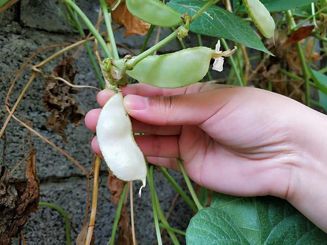 致富种植农业毛豆品种介绍_毛豆种植技术与利润_农业致富种植毛豆