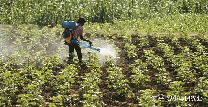 养虫致富_农村致富种_农民种植致富虫