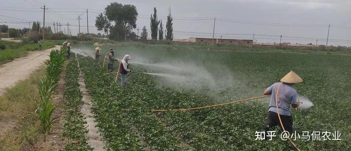 养虫致富_农民种植致富虫_农村致富种