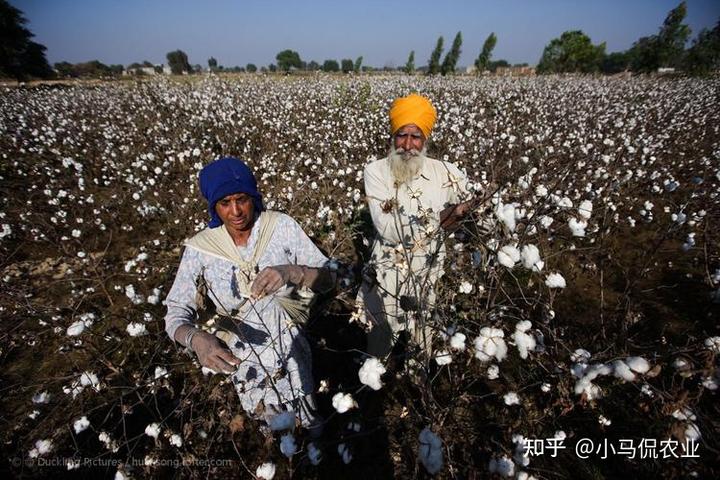 养虫致富_农村致富种_农民种植致富虫