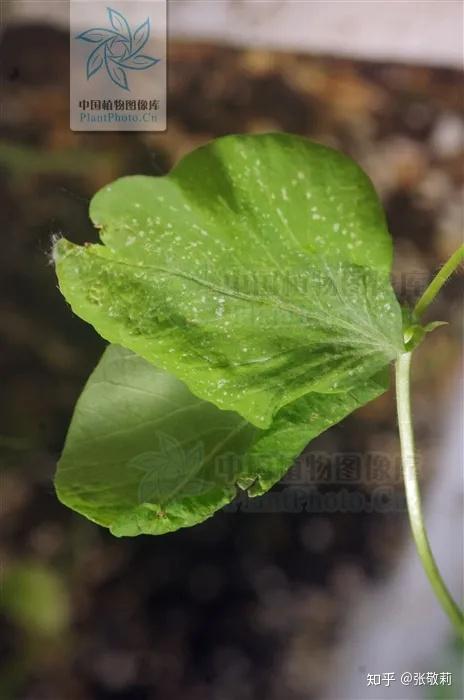 农业致富种植毛豆_毛豆种植效益_致富种植农业毛豆品种介绍